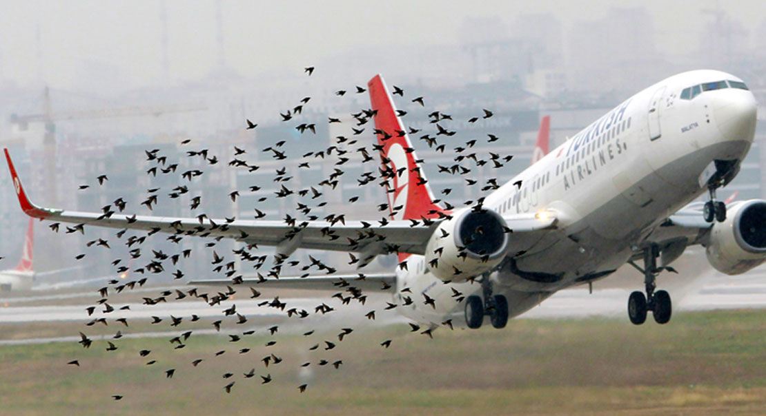 Birds striking an aircraft.